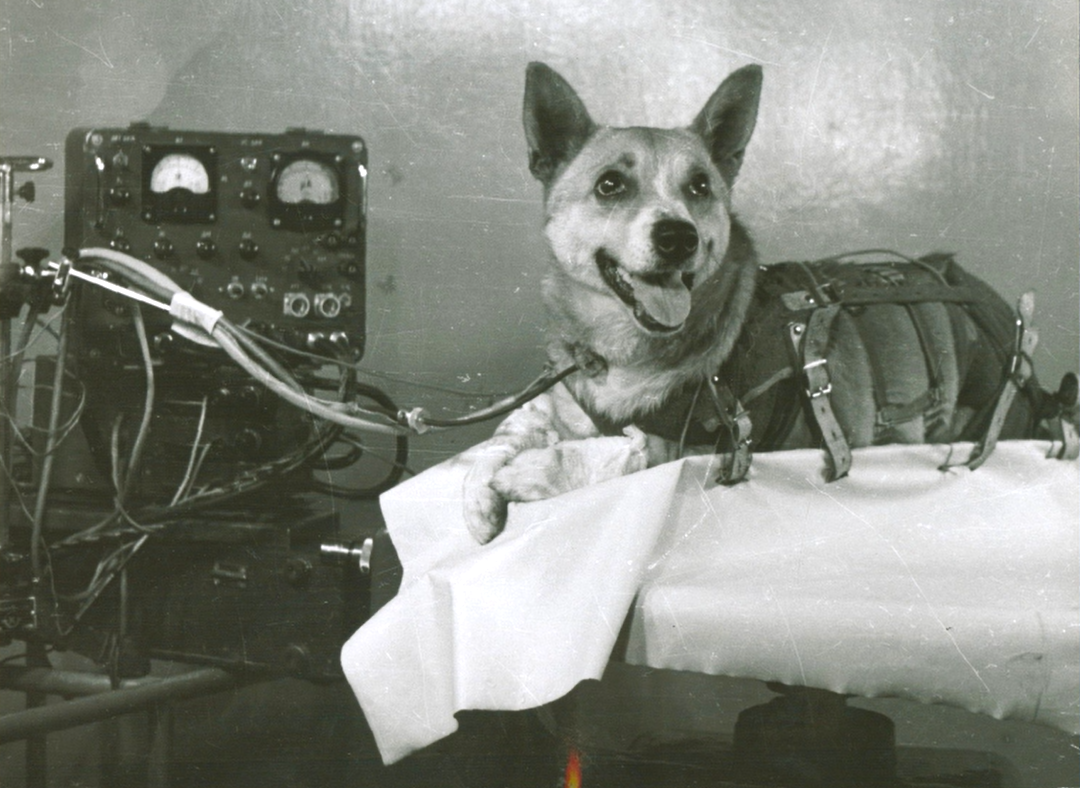 Пчёлка на вибростенде во время подготовки